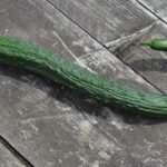 Китайский огурец — необычный сорт знакомого всем овоща