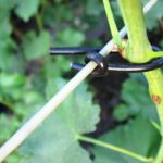 Подвязка винограда – способы, время и другие характеристики