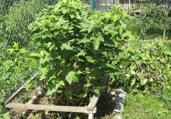 Багира из черной смородины: как вырастить крупный сорт ягод в своем саду