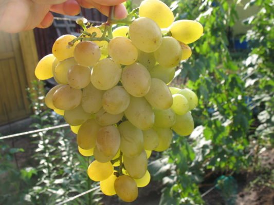 Виноград Восторг: характеристики, способы выращивания и методы размножения