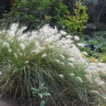 Заячий хвост: декоративная трава для украшения вашего сада