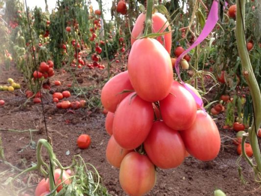 Чио-Чио-сан: красивый сорт мелкоплодных томатов