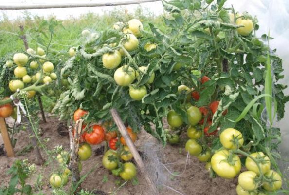 Санька: известный сорт ранних томатов
