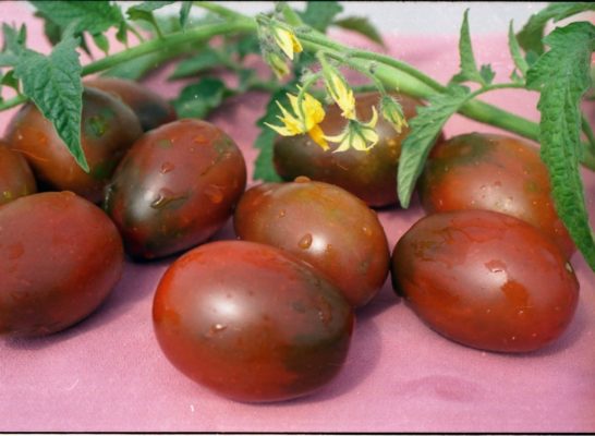 Black Moor: томат оригинального цвета и великолепного вкуса