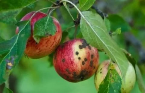 Мельба – отличная летняя яблоня
