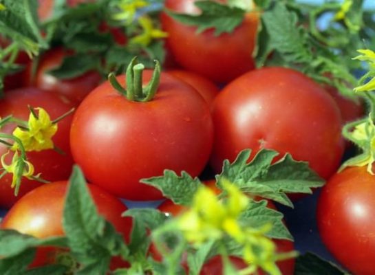 Верлиока — универсальный сорт томатов для теплиц