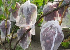 Ранний гурман — сладкий виноград с цветочным ароматом