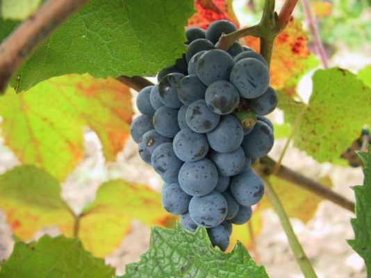 Особенности выращивания амурского винограда: полив, подкормка, борьба с вредителями