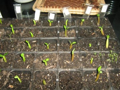 Кроссандра: выращиваем фейерверк без проблем в домашних условиях