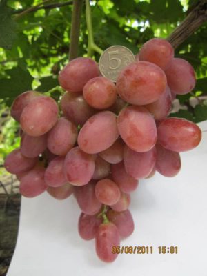 Ранний гурман — сладкий виноград с цветочным ароматом