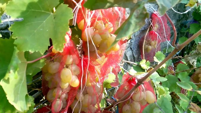 Кишмиш из винограда: восточная сладость к русскому столу