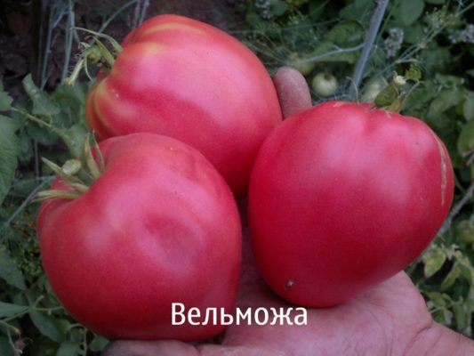 Холодостойкий крупноплодный томат Вельмож: описание и особенности выращивания