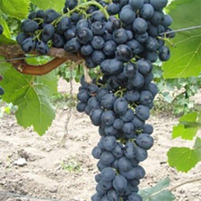 Сладкое творение ионийцев: аттический виноград