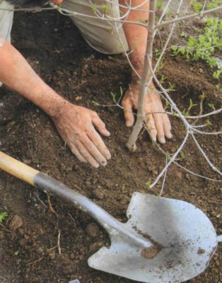 Вишня Тургеневская (Тургеневка): особенности сорта и советы садоводам