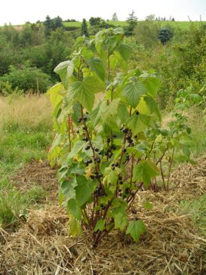 Душистая и крупноплодная смородина Бодрость: особенности посадки и ухода за растением