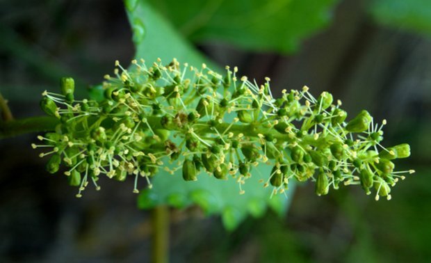 Сорт винограда Викинг: описание сорта, особенности посадки и выращивания