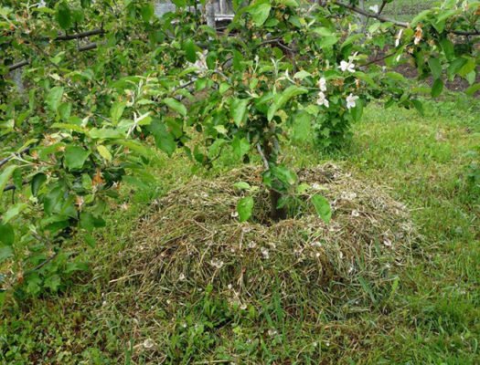 Белорусская поздняя груша — все о красавице с французскими корнями
