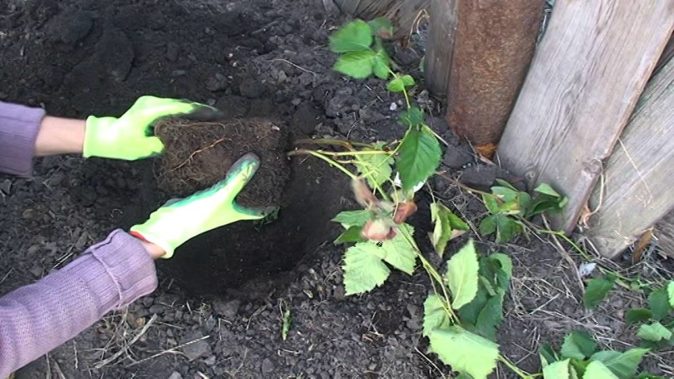 Садовая малина Black satin: урожайный результат без усилий