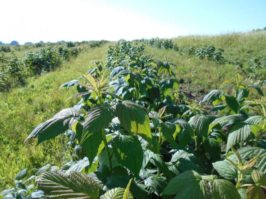 Малина Полана: особенности выращивания высокоурожайного сорта