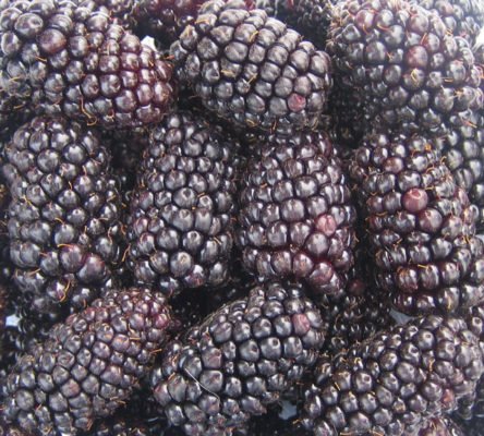 Ежевика Карака черная – рекордсмен по крупным плодам