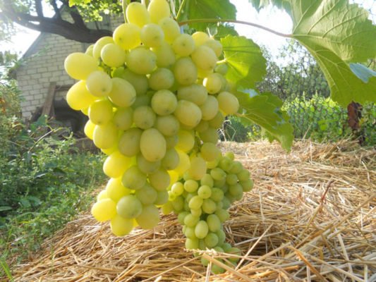 Гибридная форма винограда Фурор: характеристика сорта и выращивание