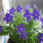Броваллия: как вырастить нежное растение, которое цветет круглый год