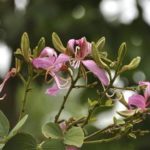 Баухиния: орхидея в домашних условиях