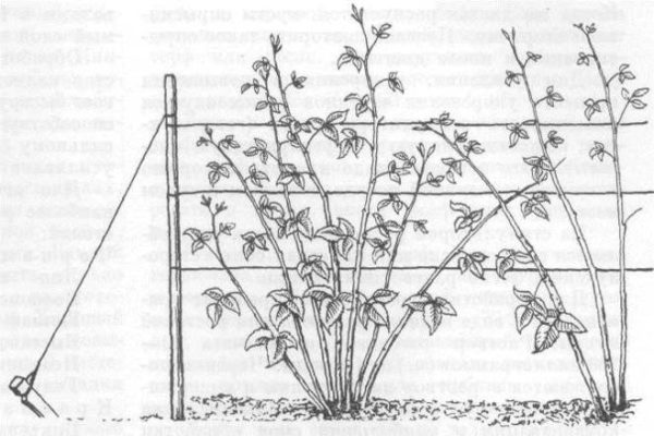 Малина Лячка — урожайный и крупноплодный сорт
