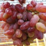 Виноград Жюльен: характеристика, особенности посадки и выращивания