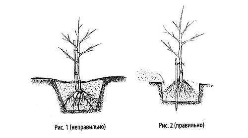 Посадка и размножение вишни: основные правила и полезные советы