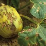 Колхозница: все о выращивании популярного сорта дыни
