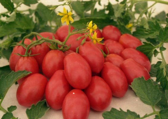 Чио-Чио-сан: красивый сорт мелкоплодных томатов