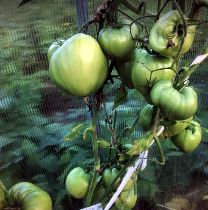 Характеристика и описание помидор Кенигсберг: отзывы и фото сорта, урожайность сортов, особенности роста