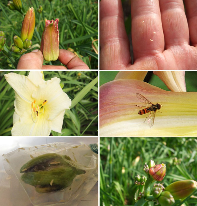Лилейники в открытом грунте - посадка, уход, размножение, фото цветов24