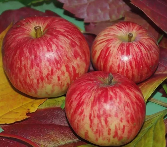 Полосатая корица: описание сорта яблони, опылители, урожайность, отзывы и фото4