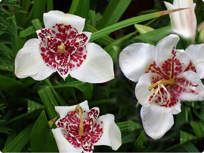 Тигридия павлинья цветочная: посадка, выращивание и уход в открытом грунте, сорта, фото13
