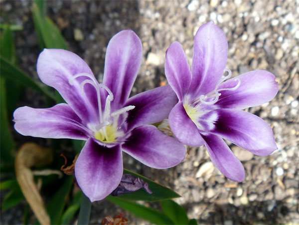 Цветы спараксиса: посадка, выращивание и уход в открытом грунте, фото в саду, сорта9