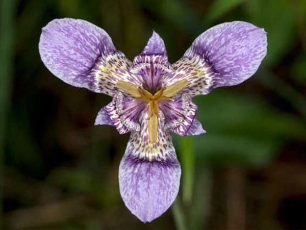 Цветок тигридия павлинья: посадка, выращивание и уход в открытом грунте, сорта, фото7