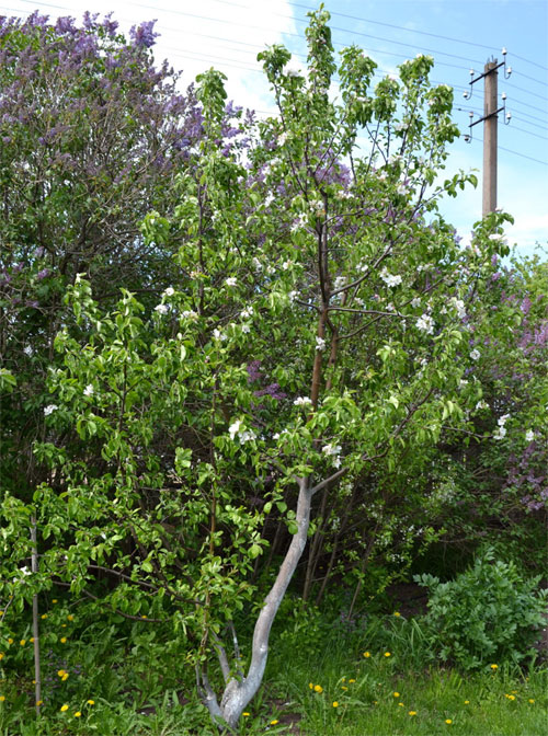 Сорт яблони Жигулевское — описание, морозостойкость, урожайность, фото и отзывы5