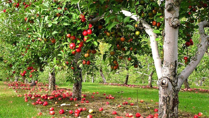 Сорт яблони Штрифлинг (Streifling, осенние полоски) — описание популярной яблони, фото6