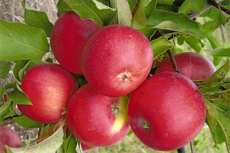Описание народной яблони Медуница: характеристика сорта, особенности выращивания0
