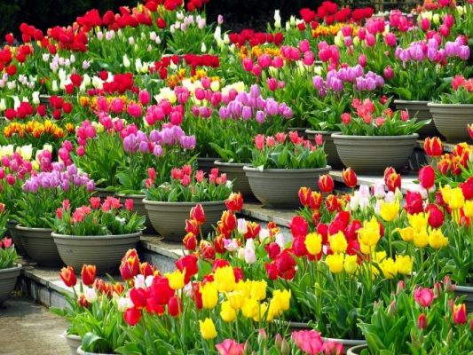 Как посадить тюльпаны весной, чтобы они успели зацвести