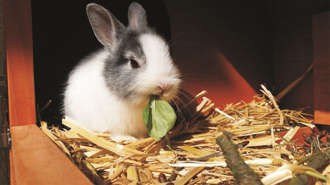Кролиководство в домашних условиях — подробно для начинающих21