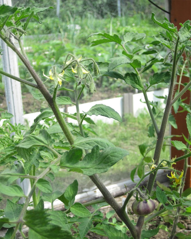 Прищипка и прищипка помидоров в теплице пошагово — схема, фото8