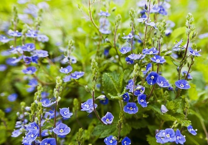 Фото и названия многолетних почвопокровных растений: цветущих и вечнозеленых24