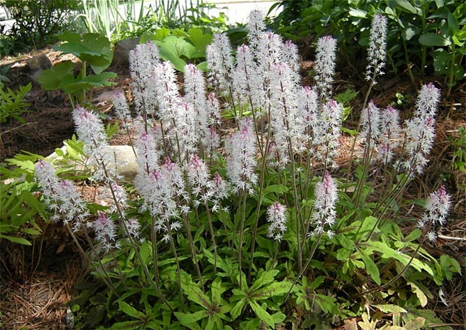 Фото и названия многолетних почвопокровных растений: цветущих и вечнозеленых55