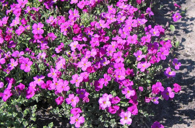 Многолетний цветок обриета (аубреция) – посадка и уход семенами в открытом грунте, сорта, фото23