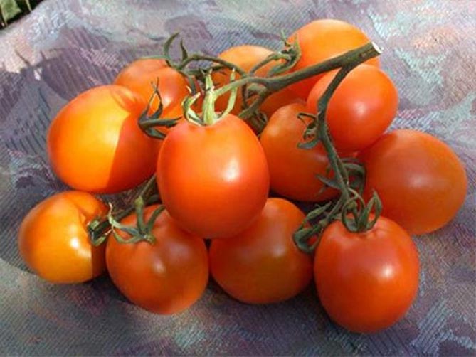 Сорт помидоров Де Барао — характеристика, урожайность, фото и отзывы8