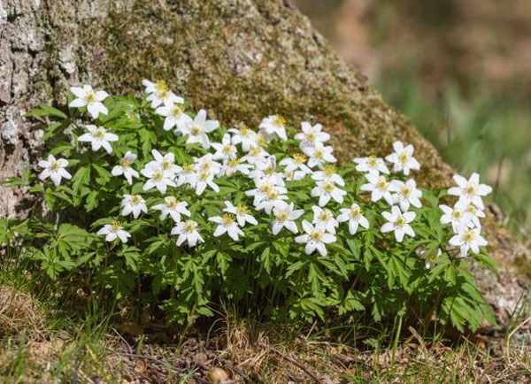 Лучшие растения для альпийской горки – цветущие, многолетние, хвойные48