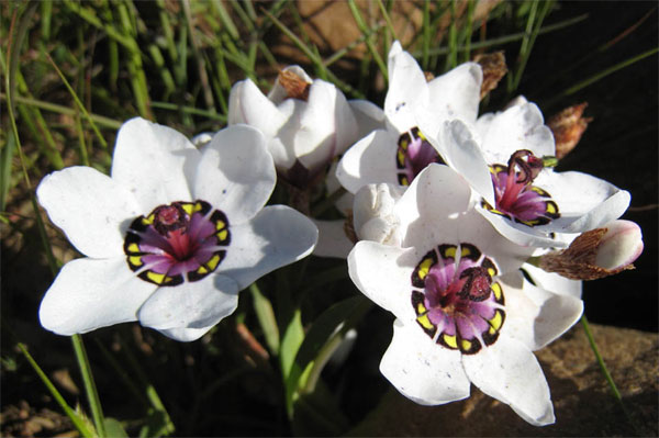 Цветы спараксиса: посадка, выращивание и уход в открытом грунте, фото в саду, сорта7